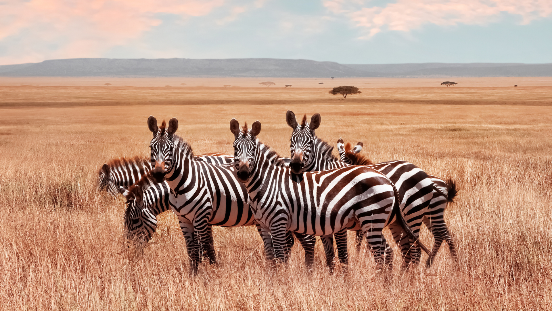 Savannah on a Budget